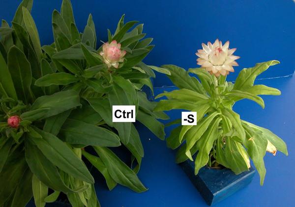 Control strawflower next to sulfur deficient strawflower. -S plant has smaller leaves with yellow veins